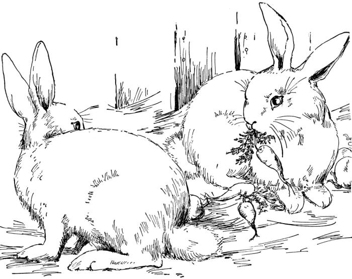 Animal coloring pages not cartoon