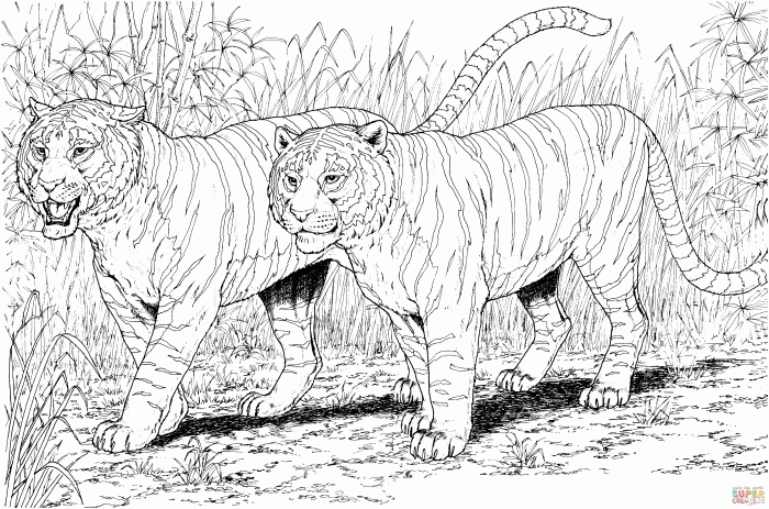 Animated baby big cats coloring pages