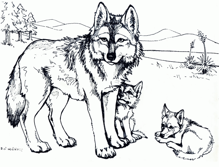 Animal coloring pages wolf