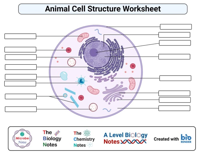 Animal cell coloring labeling worksheet