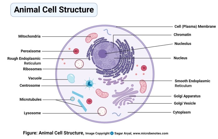 Animal cell coloring and labeled