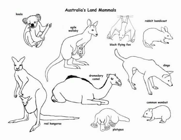 Australian animal coloring pages