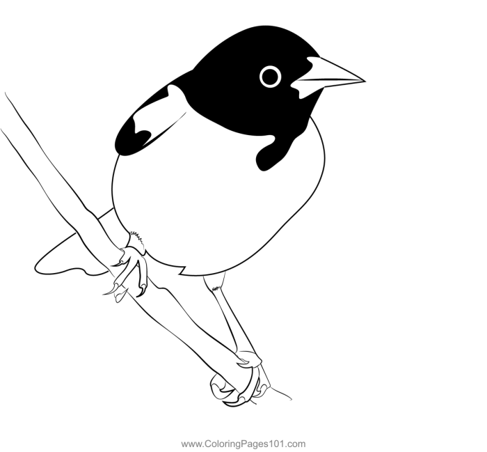 Animated oriole bird coloring page