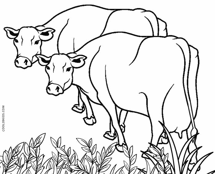 Cow and calf animal coloring pages