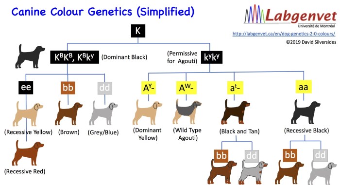 Animal genetic coloring testing