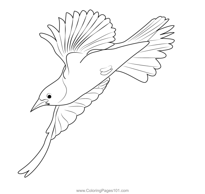 Animated oriole bird coloring page