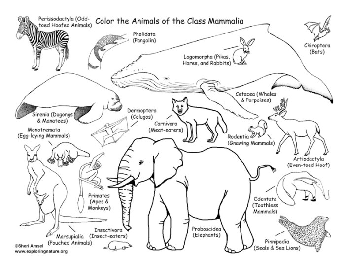 Animal classification coloring sheet