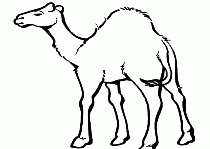 Desert animals coloring pages