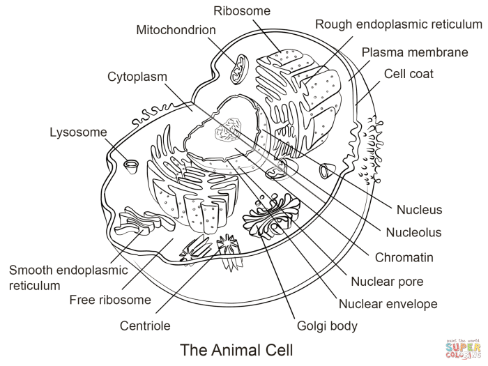 Animal cell coloring page labeled