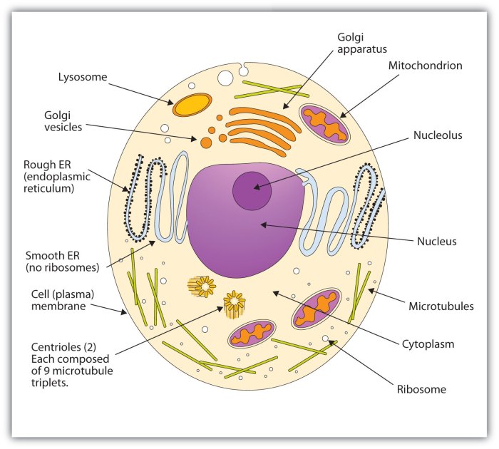 Animal cell coloring different colour