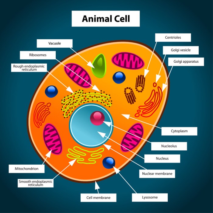 Animal cell labeled coloring