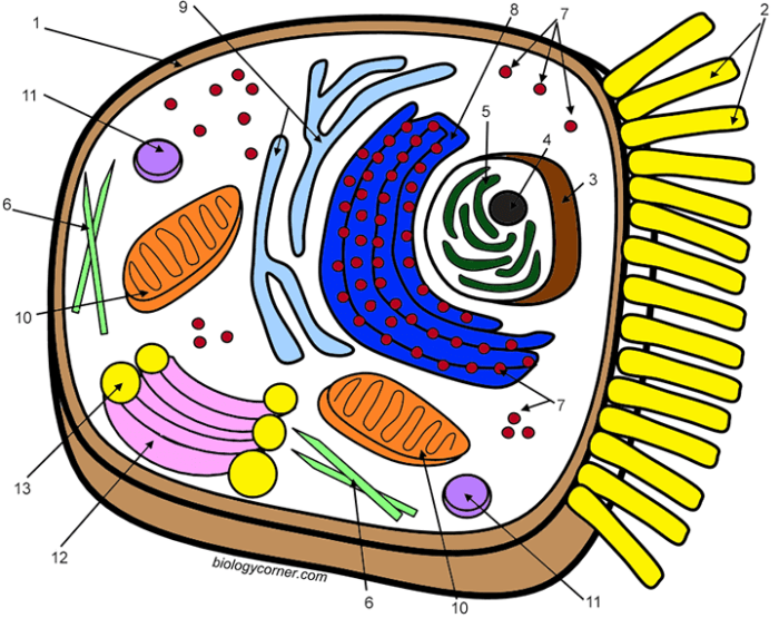 Animal cell coloring different colour