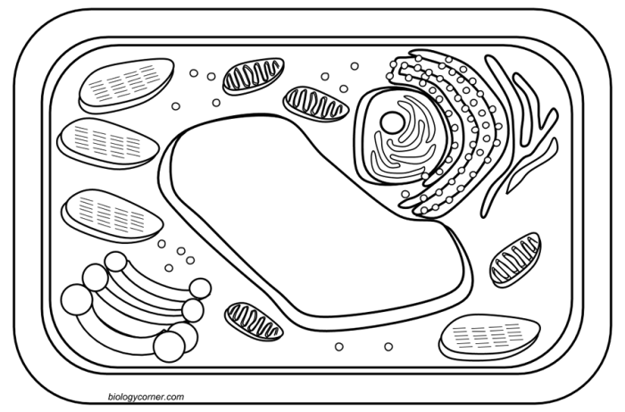 Animal and plant cell coloring