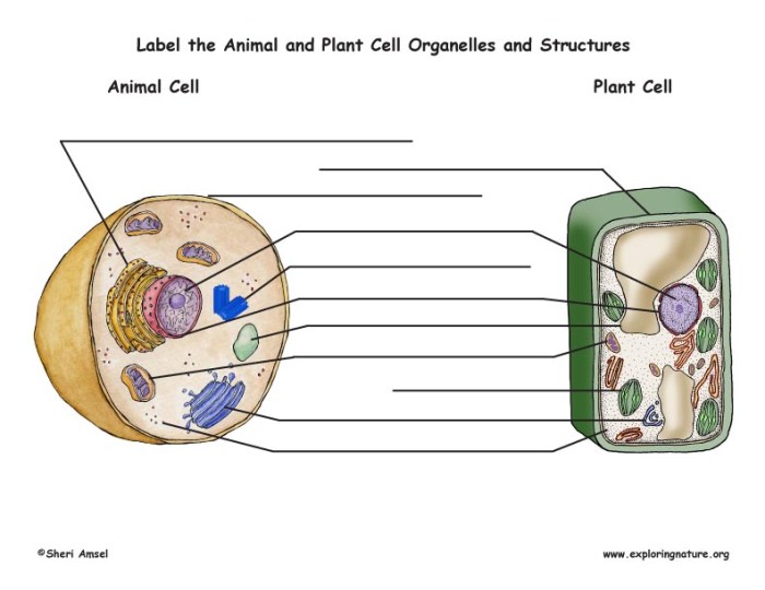 Animal and plant cell coloring