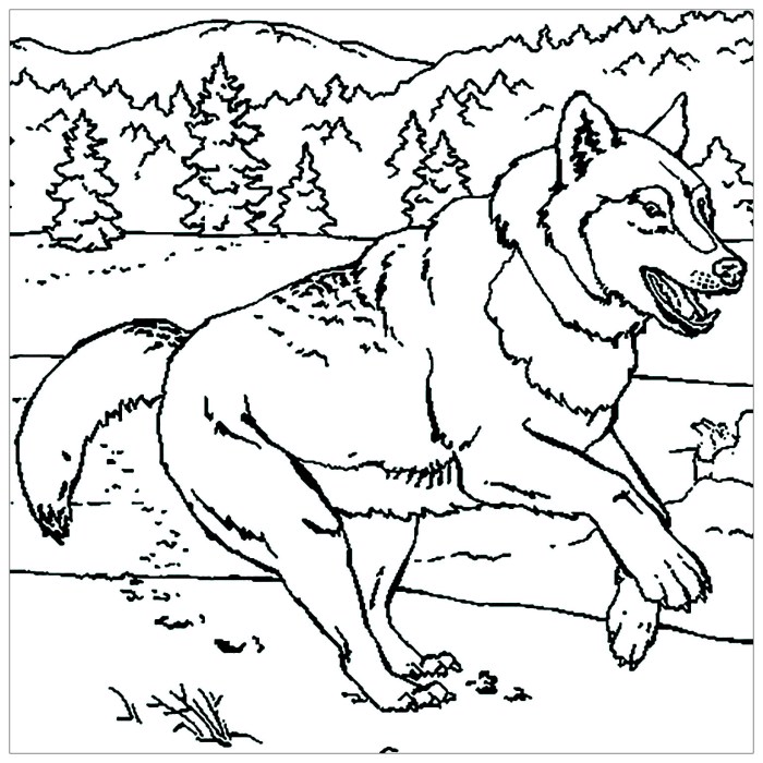 Animal coloring pages wolf