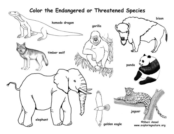 Extinct animals coloring book