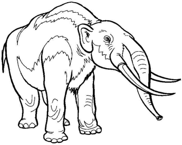 Extinct animals coloring book