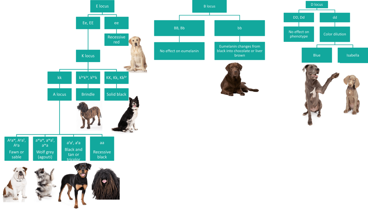 Animal genetic coloring testing