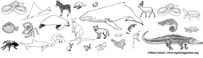 Animal groups coloring sheet