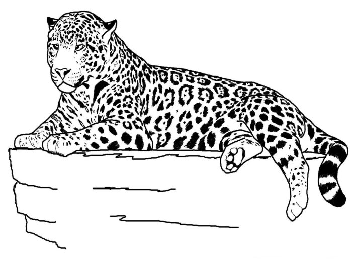 Crayola animal coloring pages