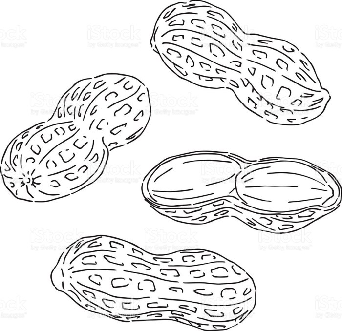 Animated peanut coloring page